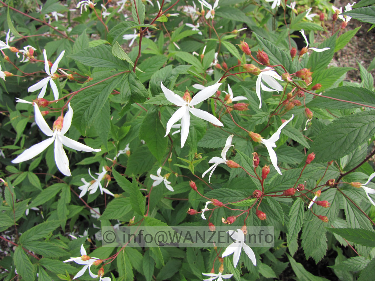 Gillenia trifoliata 04.JPG